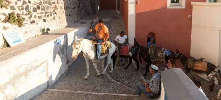 Daily Mail: Το ελληνικό υπ. Αγροτικής Ανάπτυξης απαγορεύει σε υπέρβαρους τουρίστες να καβαλάνε γαϊδουράκια στη Σαντορίνη